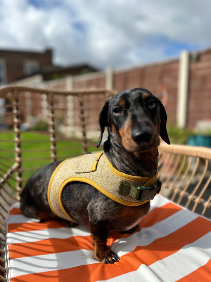 Woolly Wiener Dachshund Harness - Wieners Wardrobe