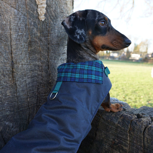 Waxed Wiener Dachshund Coat - Wieners Wardrobe