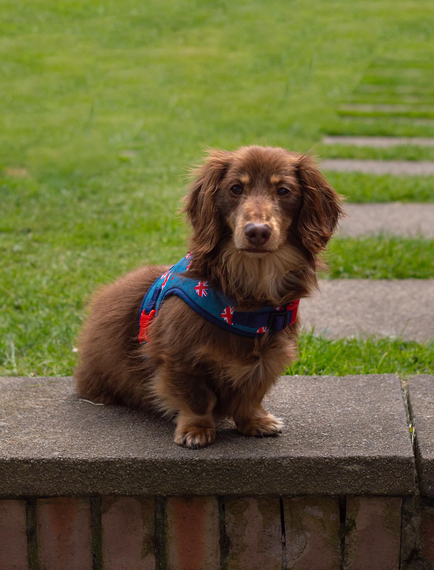 DMT Dog Rescue Charity Dachshund Harness - Wieners Wardrobe