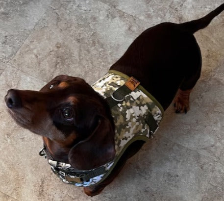 camo print dachshund harness