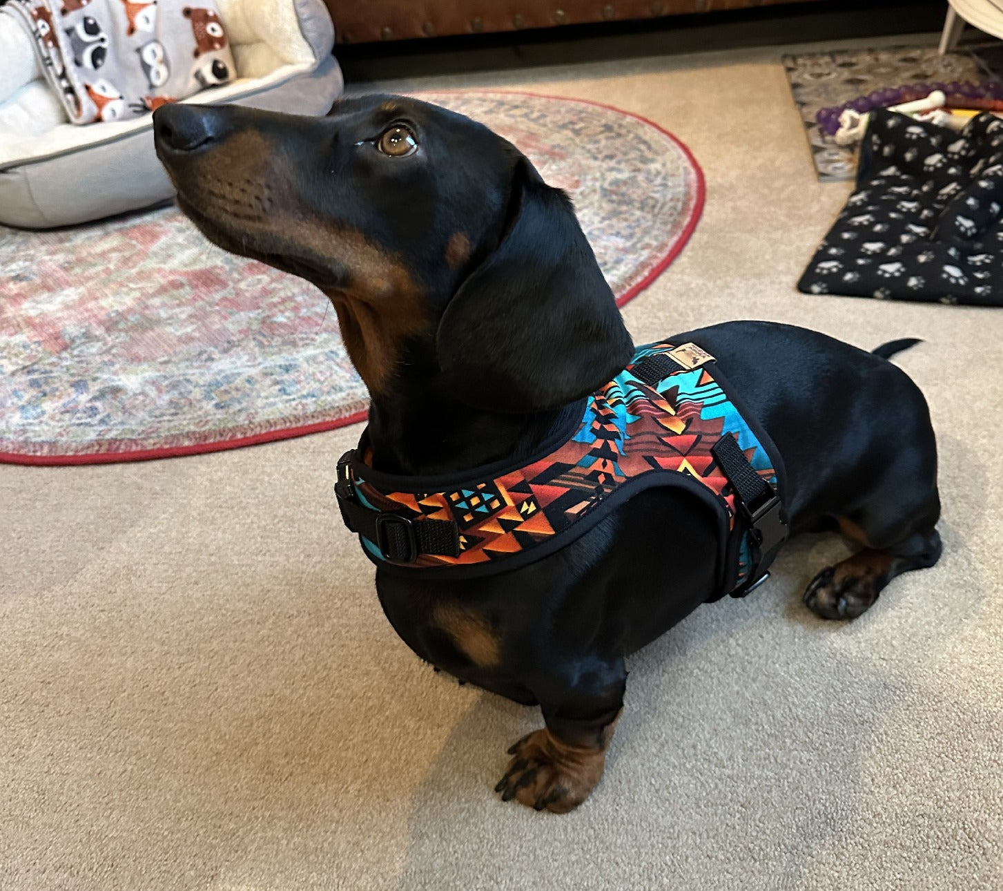 Wyoming Wiener Dachshund Harness - Wieners Wardrobe