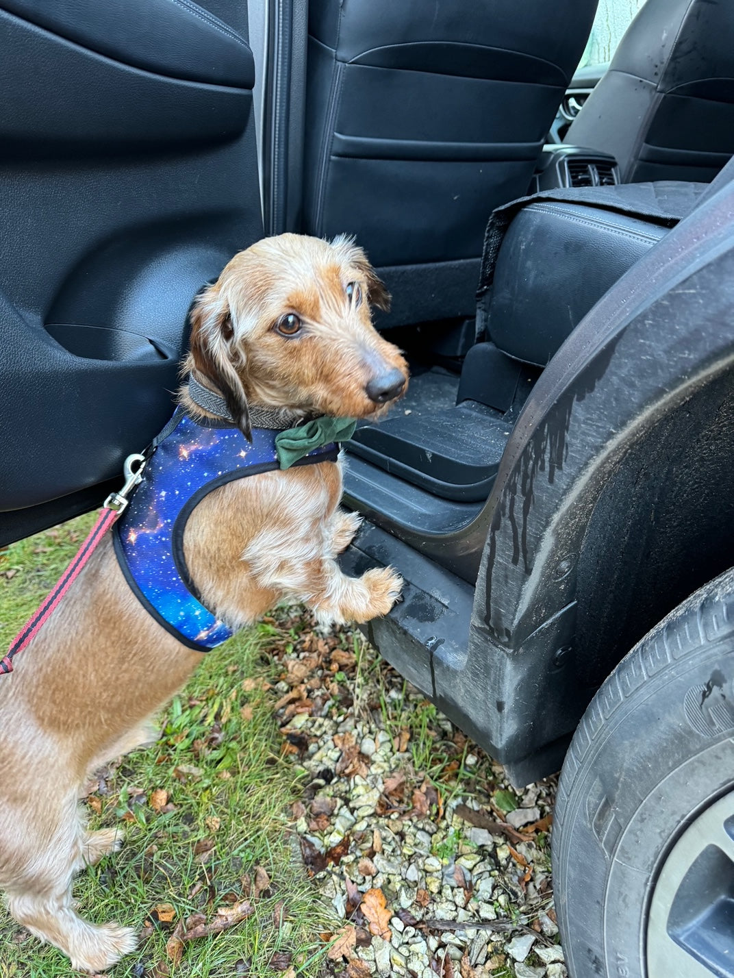 Space Sausage Dachshund Harness Range - Wieners Wardrobe