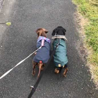 Waxed Wiener Dachshund Coat - Wieners Wardrobe