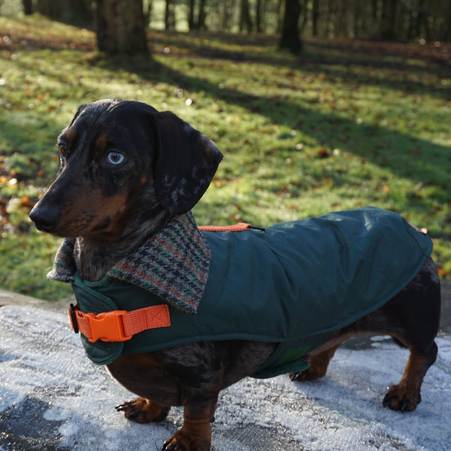 Waxed Wiener Dachshund Coat - Wieners Wardrobe