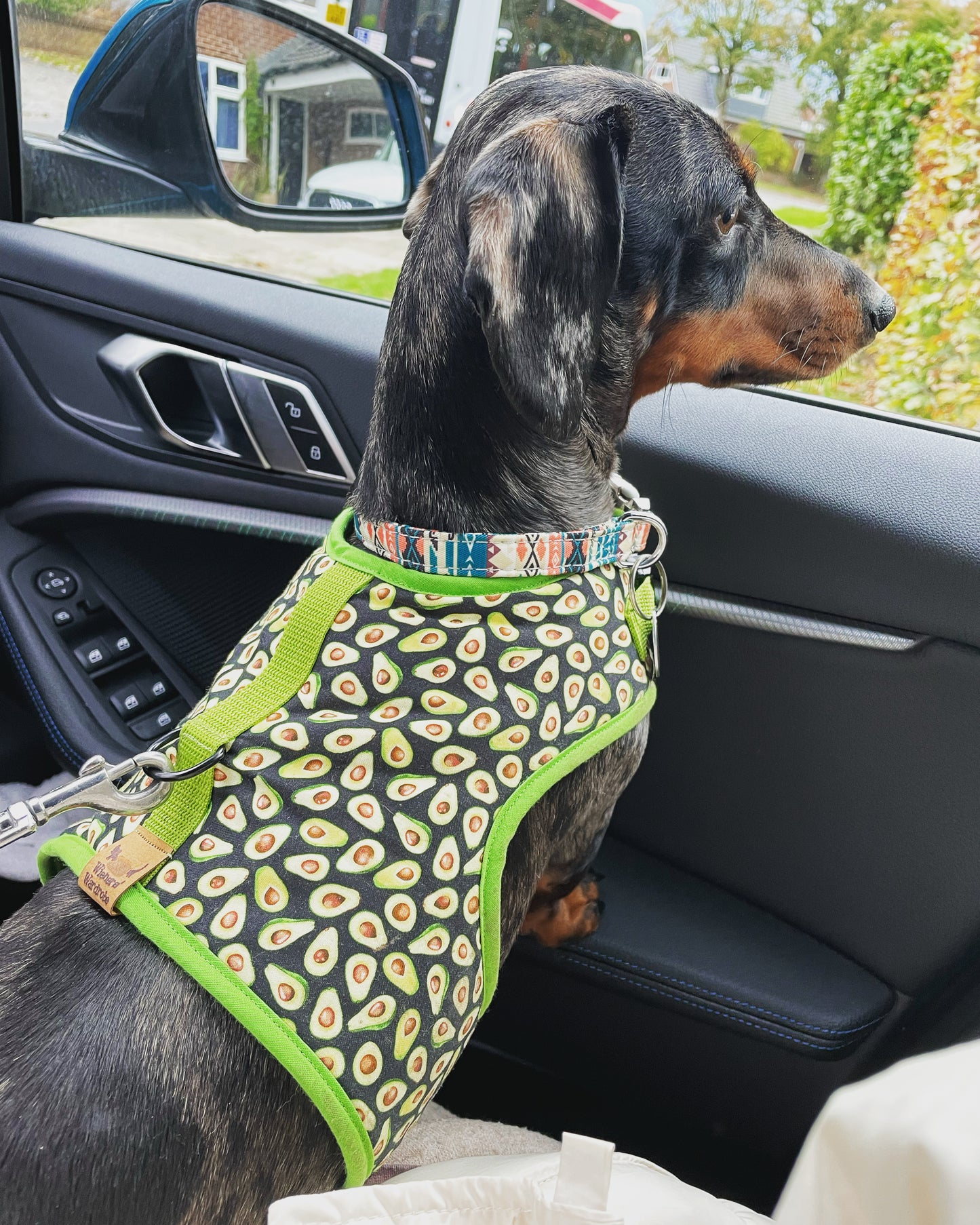 Smashed Avo Sausage Dachshund Harness - Wieners Wardrobe