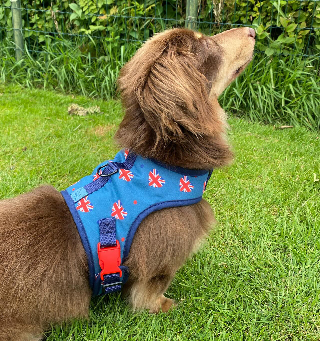 DMT Dog Rescue Charity Dachshund Harness - Wieners Wardrobe