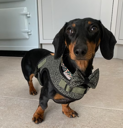 khaki animal print dachshund harness