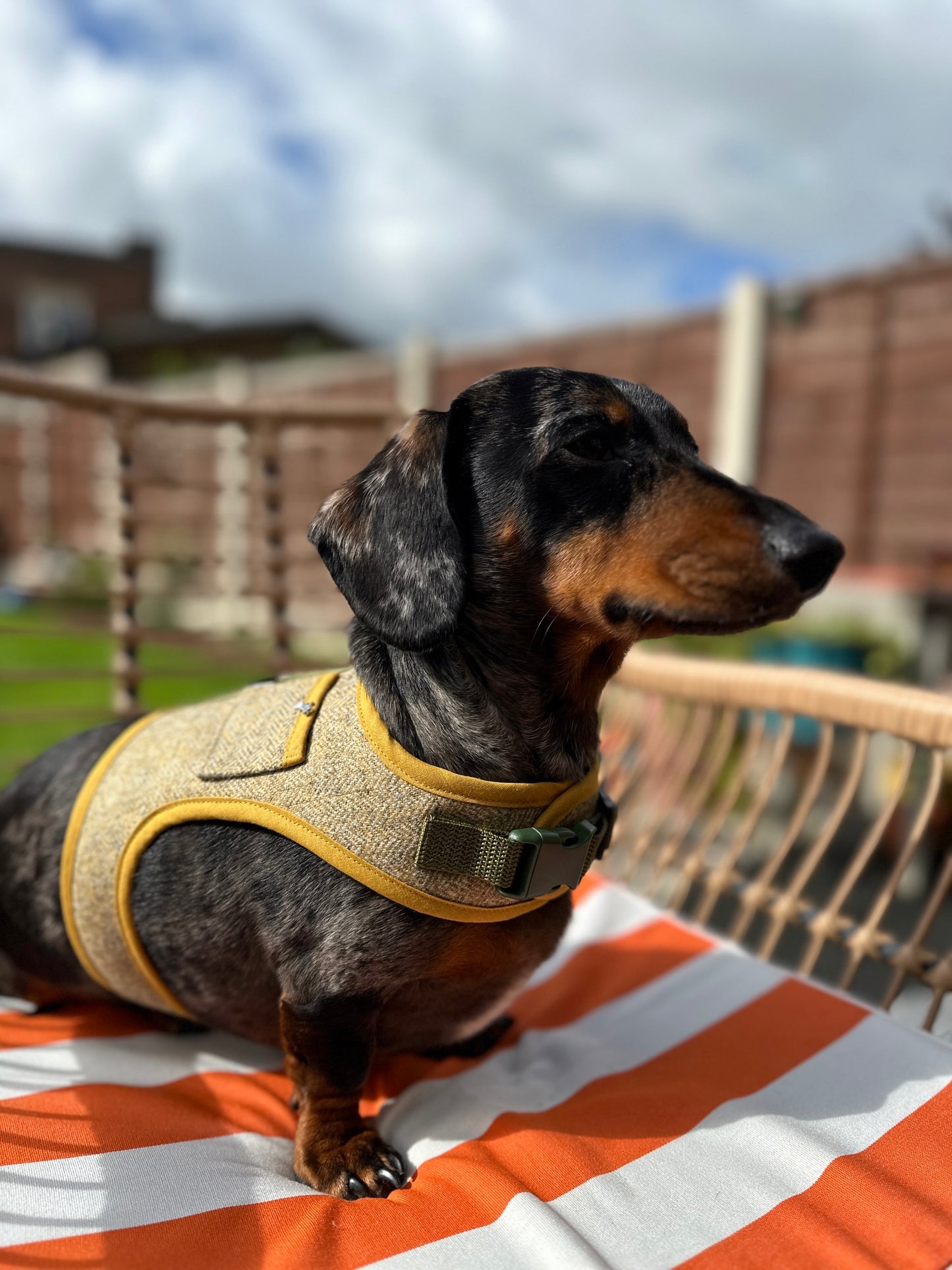 Woolly Wiener Dachshund Harness - Wieners Wardrobe