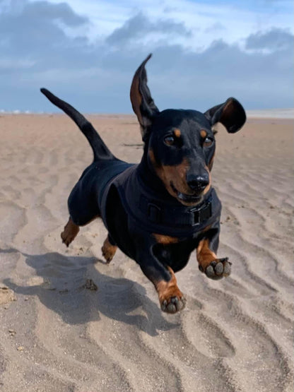 Sleek Sausage Dachshund Harness - Wieners Wardrobe