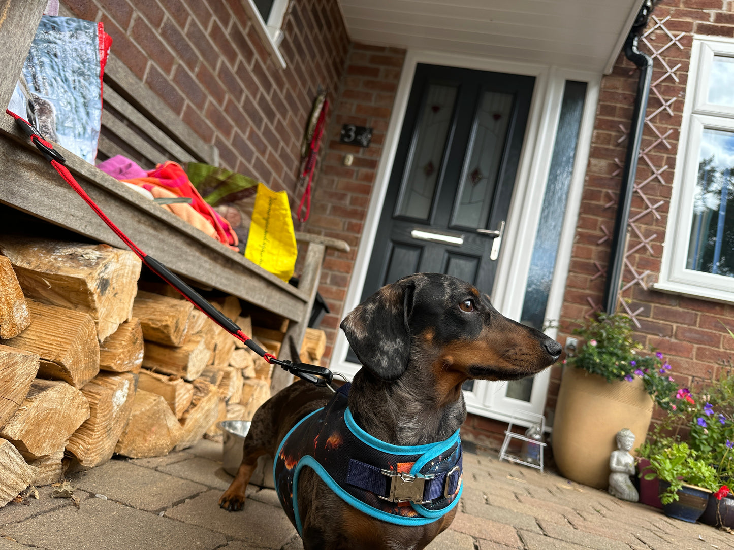 Space Sausage Dachshund Harness Range - Wieners Wardrobe