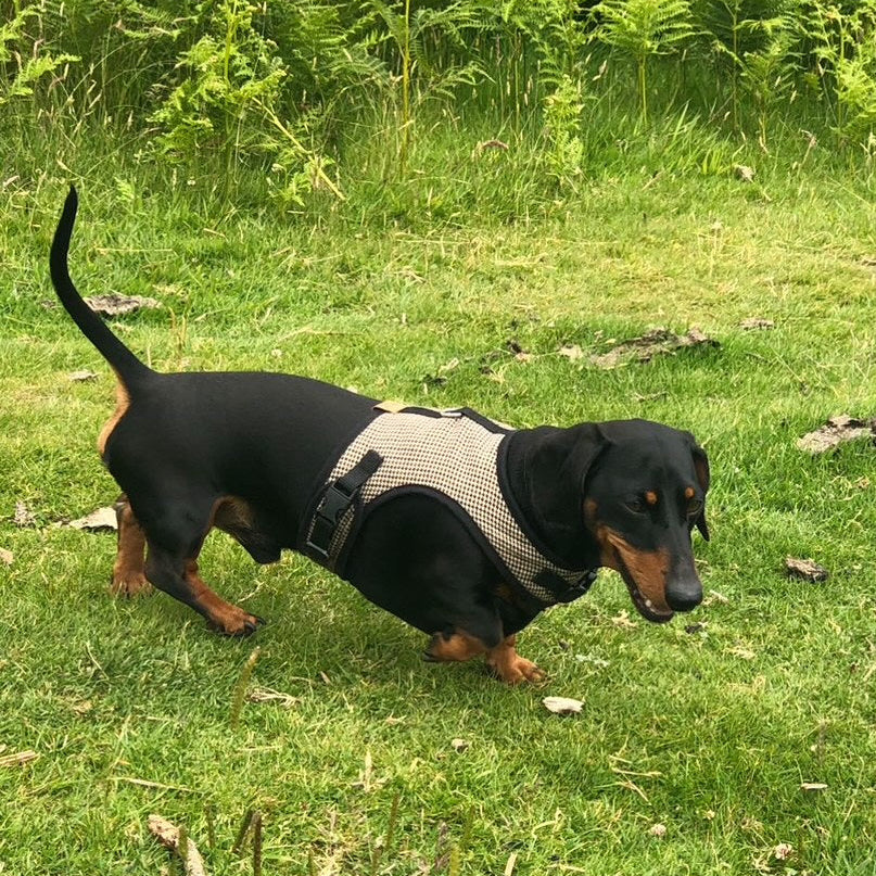 Distinguished Dachshund Harness - Wieners Wardrobe