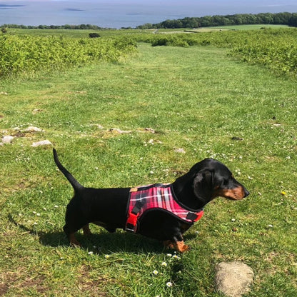 Distinguished Dachshund Harness - Wieners Wardrobe