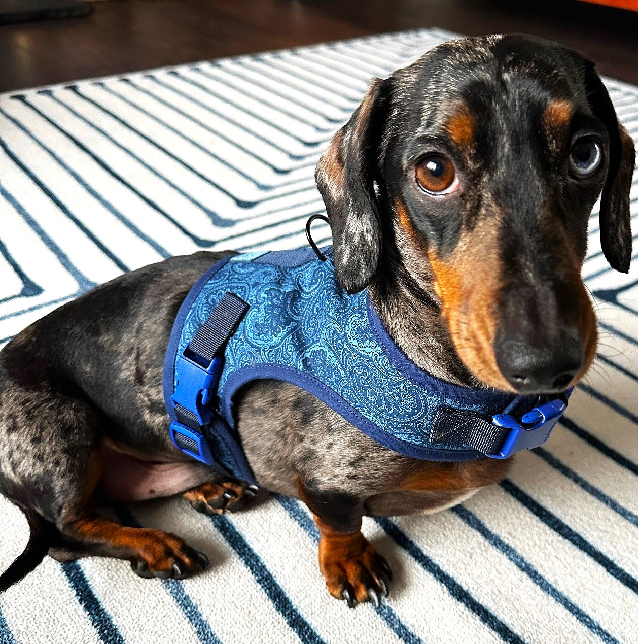 Blue Paisley Dachshund Harness