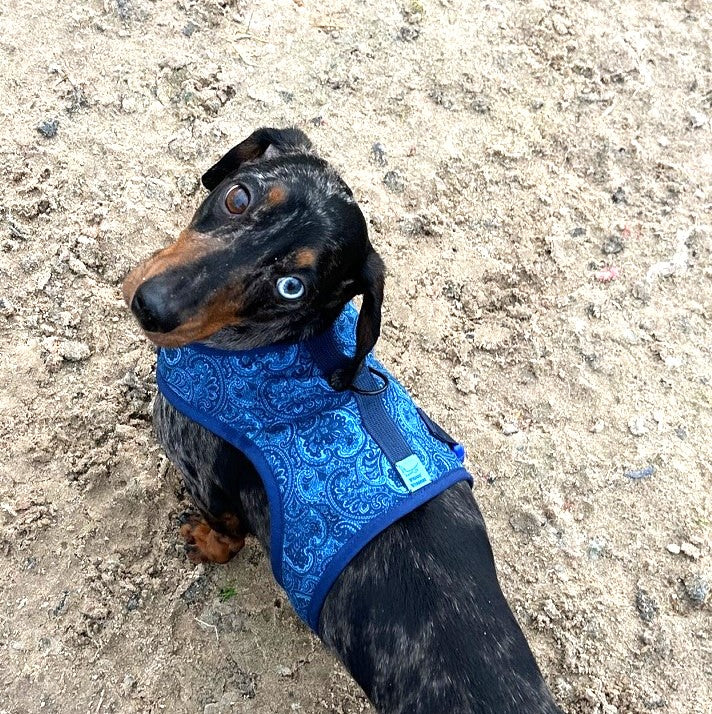 Blue Paisley Dachshund Harness