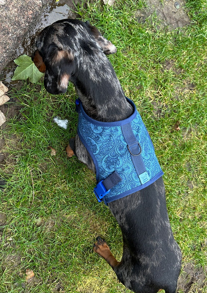 Blue Paisley Dachshund Harness