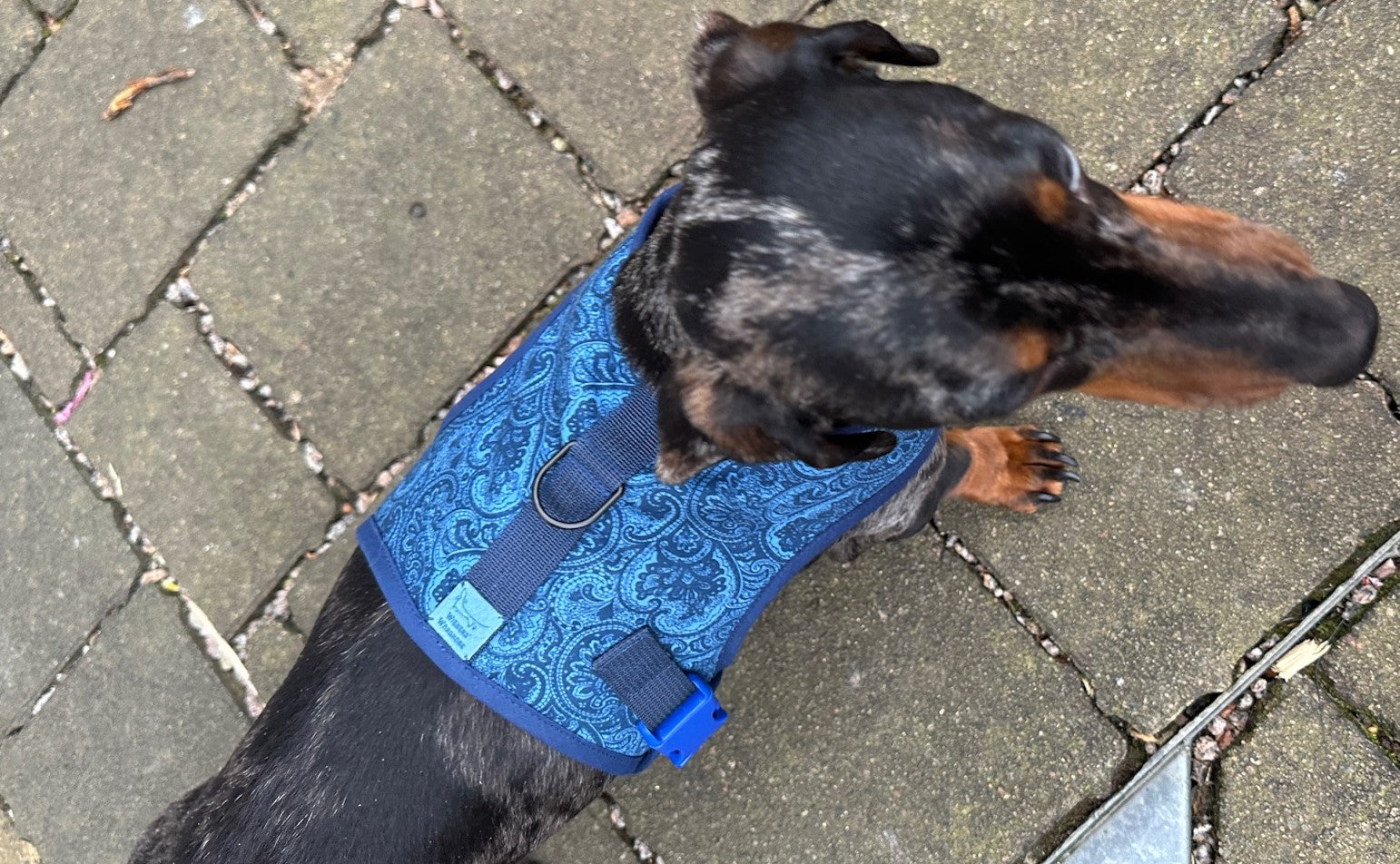 Blue Paisley Dachshund Harness