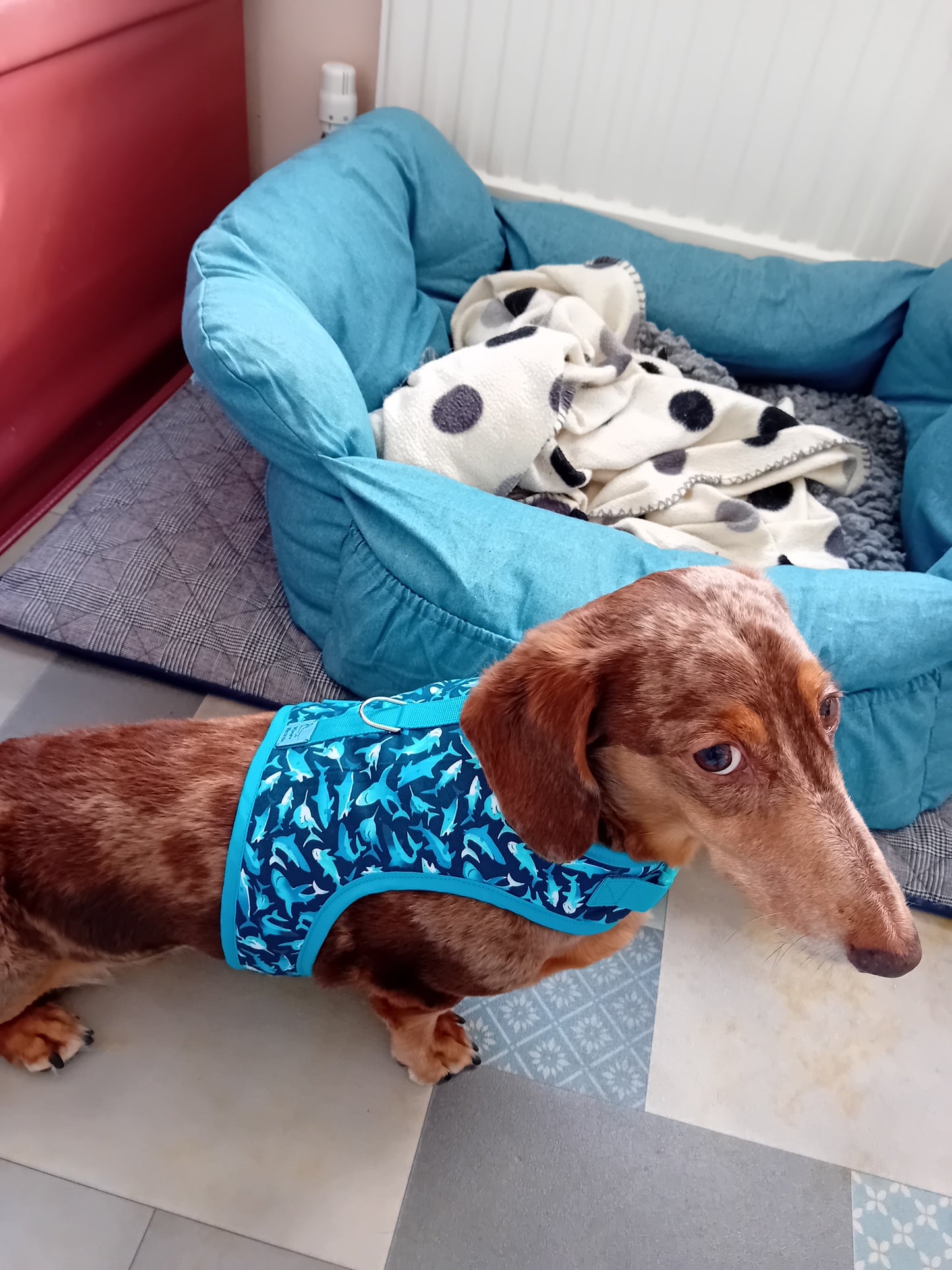 Sharkie Sausage Dachshund Harness - Wieners Wardrobe