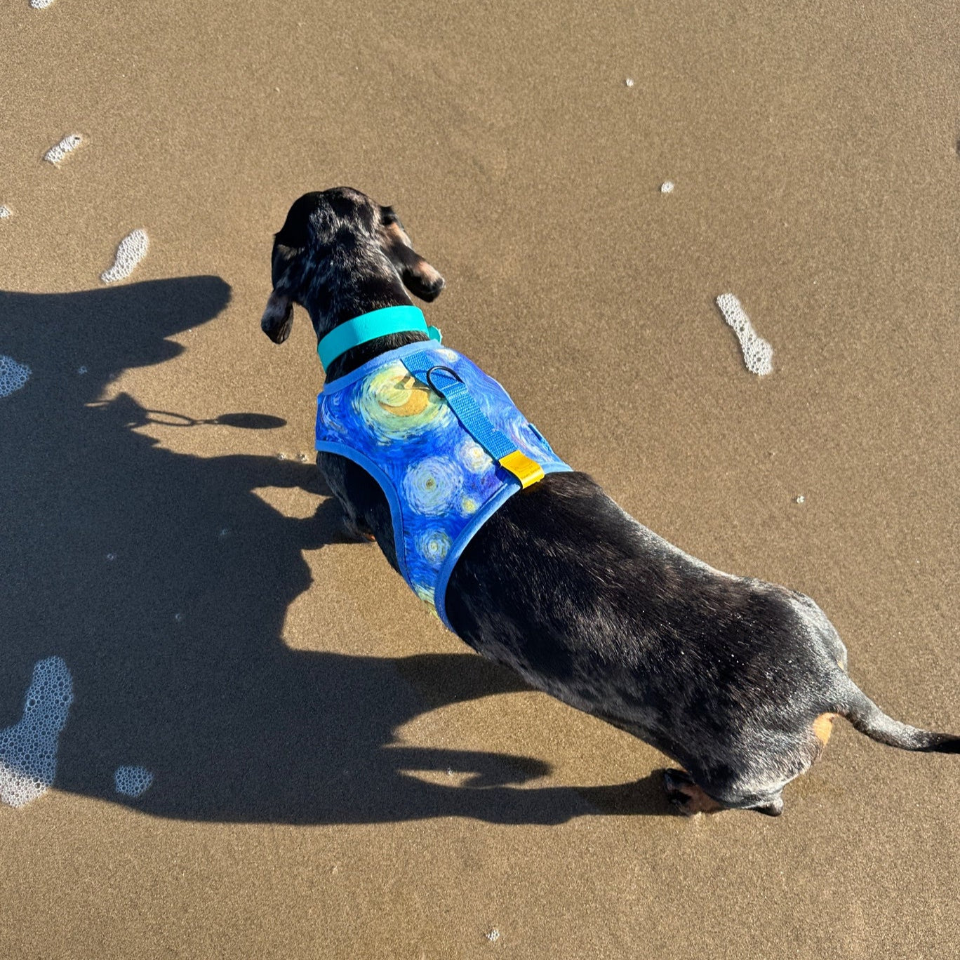 Starry Night Sausage Dachshund Harness - Wieners Wardrobe