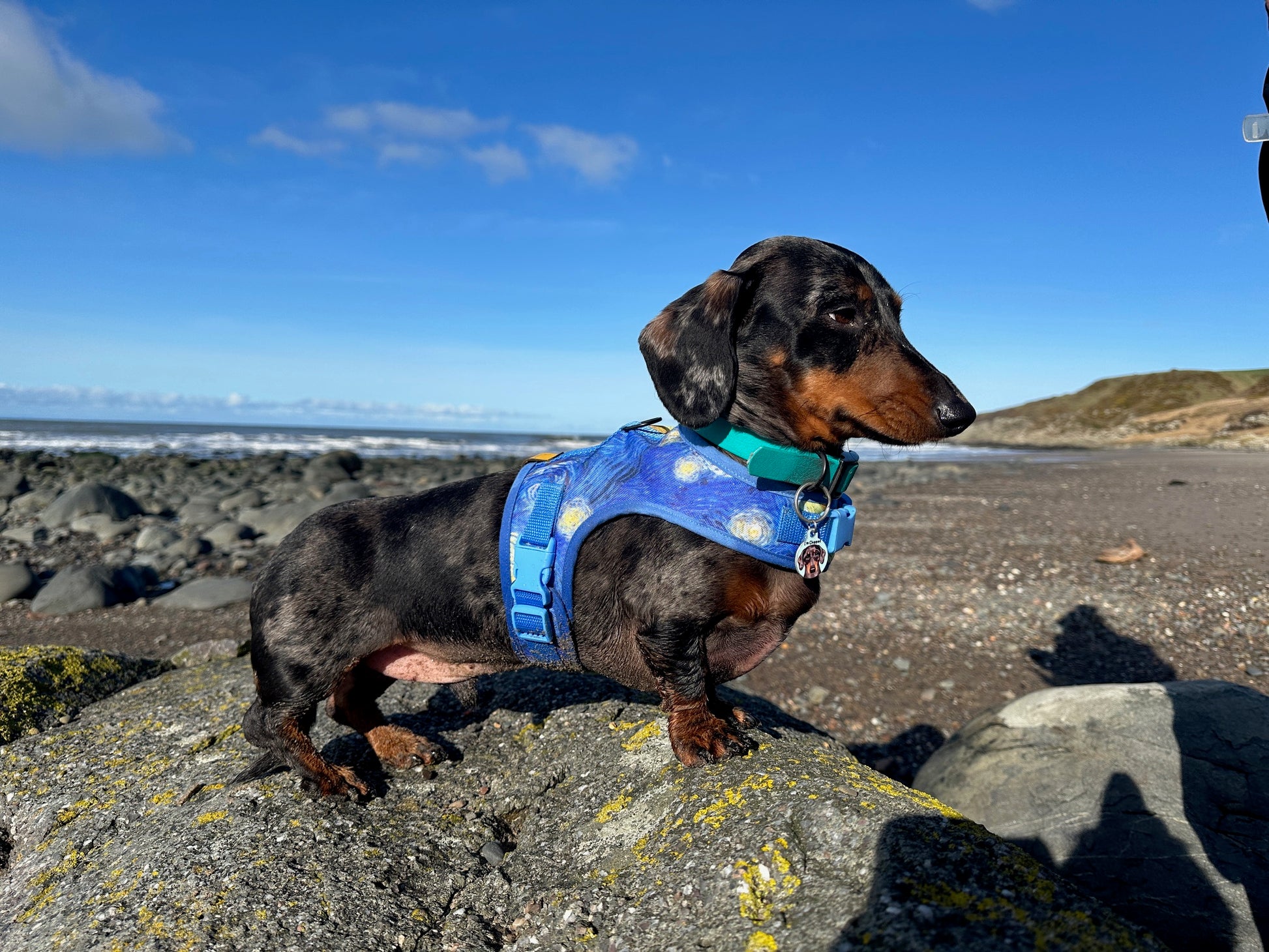 Starry Night Sausage Dachshund Harness - Wieners Wardrobe