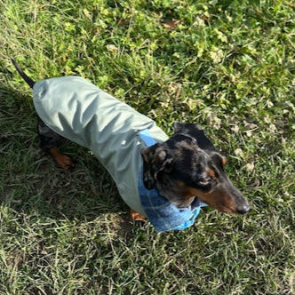 Waxed Wiener Dachshund Coat - Wieners Wardrobe